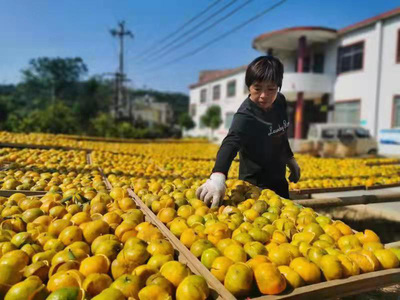 三鏈融合激活億元產業發展新動能——以浦北縣初級農產品為例
